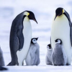 雪丘岛看帝企鹅