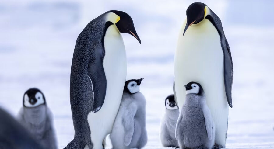 雪丘岛看帝企鹅