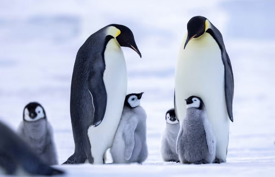 雪丘岛看帝企鹅