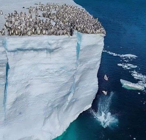 帝企鹅幼崽跳水