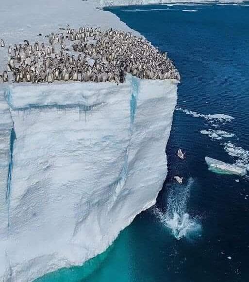 帝企鹅幼崽跳水