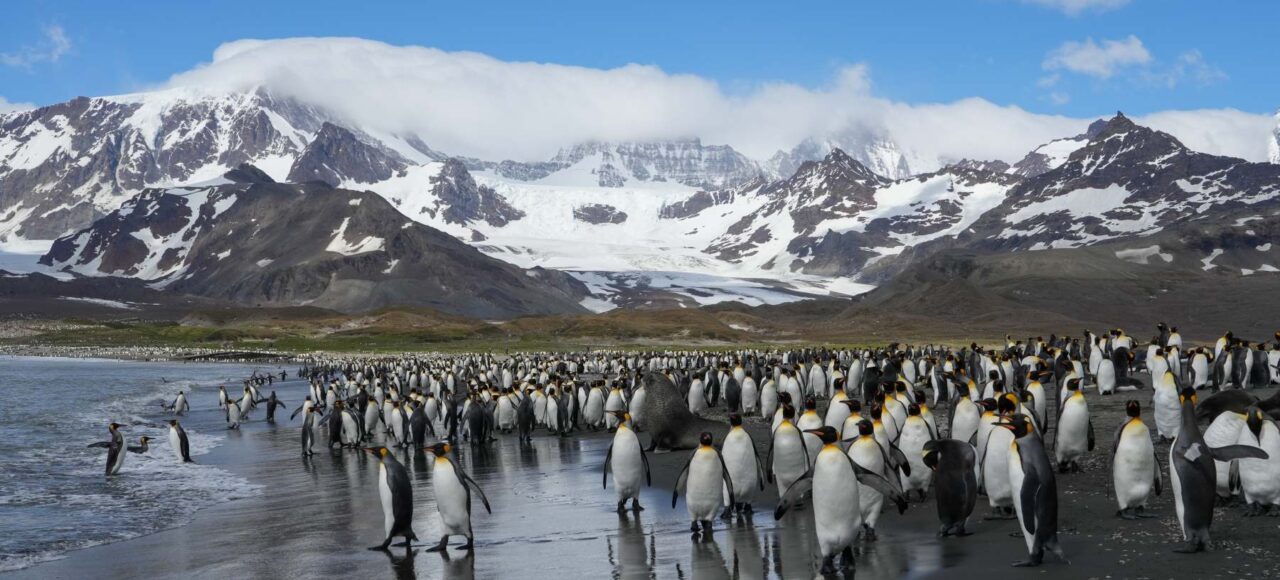 海洋胜利号福克兰群岛南乔治亚岛和南极半岛19日游