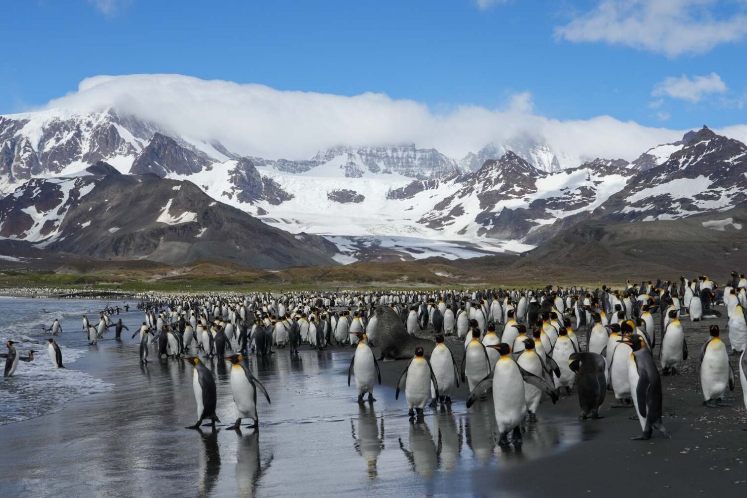 海洋胜利号福克兰群岛南乔治亚岛和南极半岛19日游