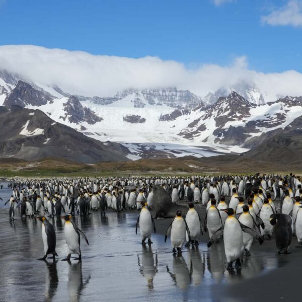 海洋胜利号福克兰群岛南乔治亚岛和南极半岛19日游