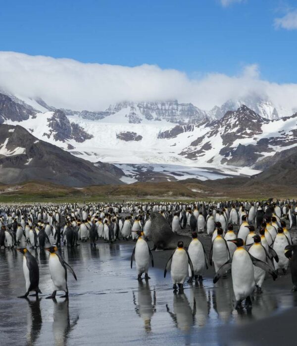 海洋胜利号福克兰群岛南乔治亚岛和南极半岛19日游