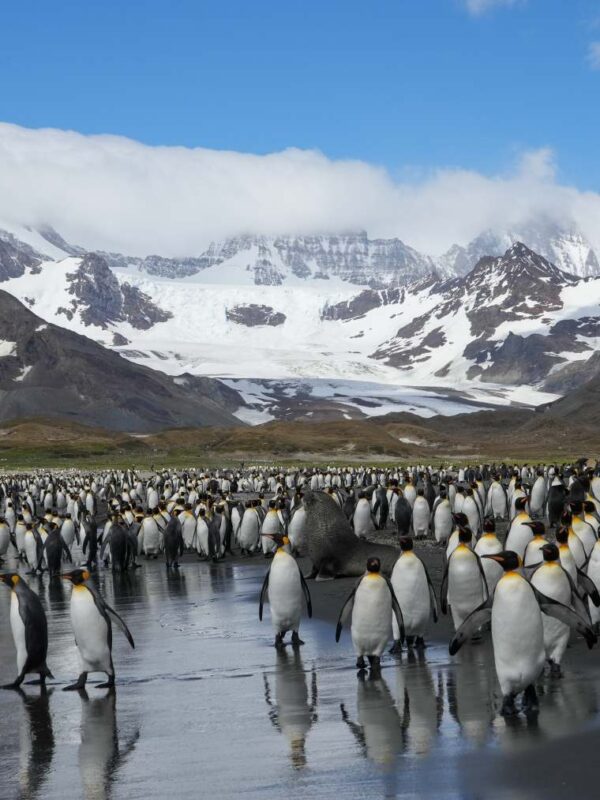 海洋胜利号福克兰群岛南乔治亚岛和南极半岛19日游