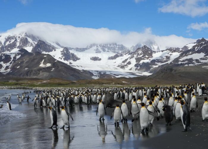 海洋胜利号福克兰群岛南乔治亚岛和南极半岛19日游
