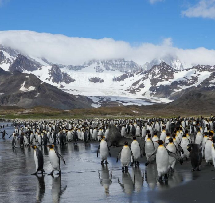 海洋胜利号福克兰群岛南乔治亚岛和南极半岛19日游