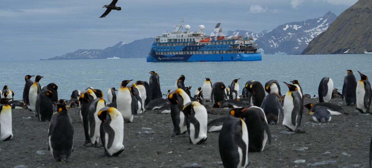 海洋信天翁号19天福克兰群岛（马尔维纳斯群岛），南乔治亚岛和南极半岛3岛旅行