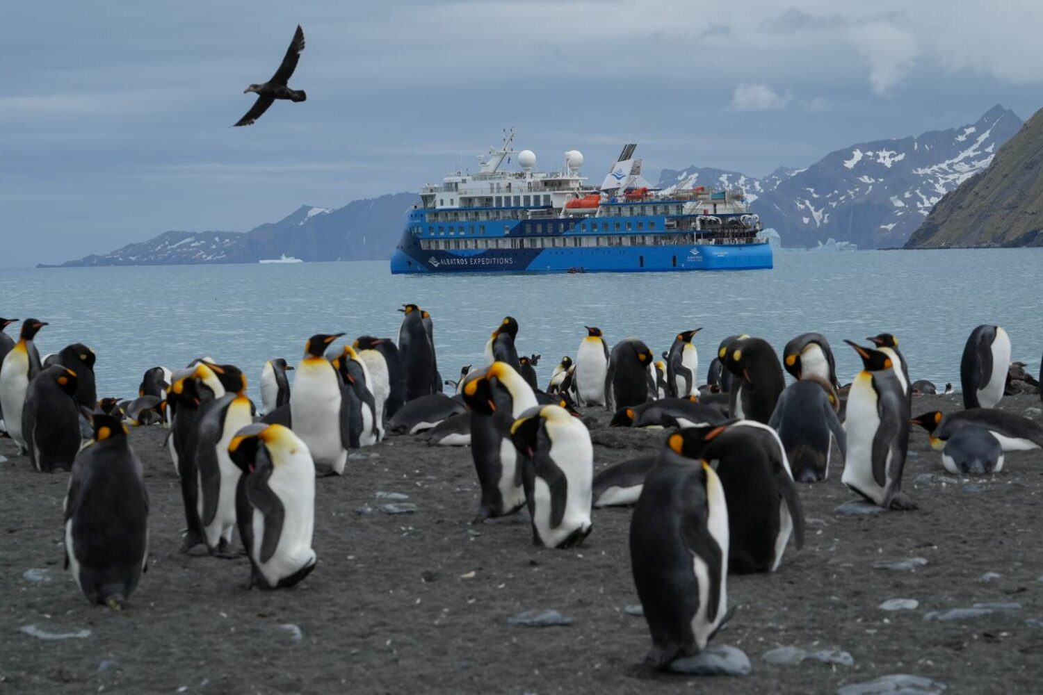 海洋信天翁号19天福克兰群岛（马尔维纳斯群岛），南乔治亚岛和南极半岛3岛旅行