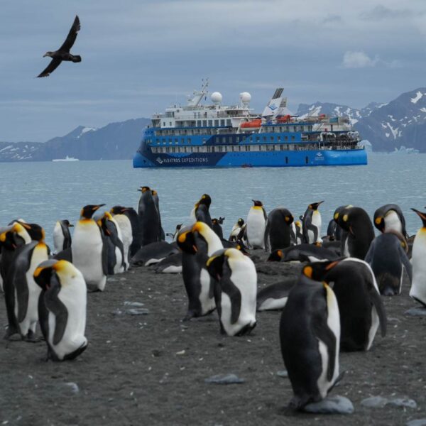 海洋信天翁号19天福克兰群岛（马尔维纳斯群岛），南乔治亚岛和南极半岛3岛旅行