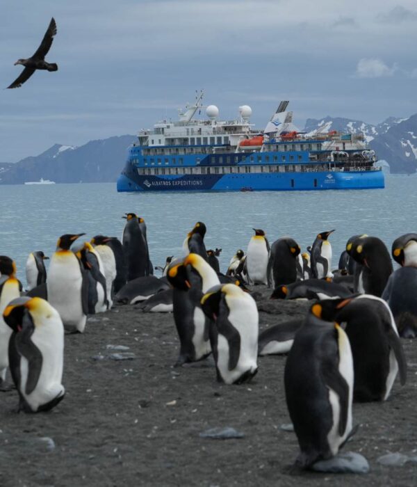海洋信天翁号19天福克兰群岛（马尔维纳斯群岛），南乔治亚岛和南极半岛3岛旅行