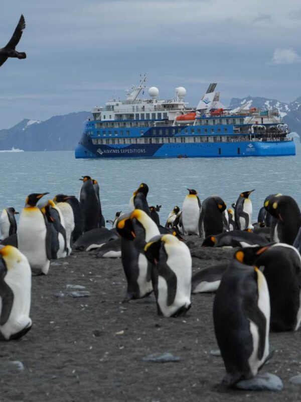 海洋信天翁号19天福克兰群岛（马尔维纳斯群岛），南乔治亚岛和南极半岛3岛旅行
