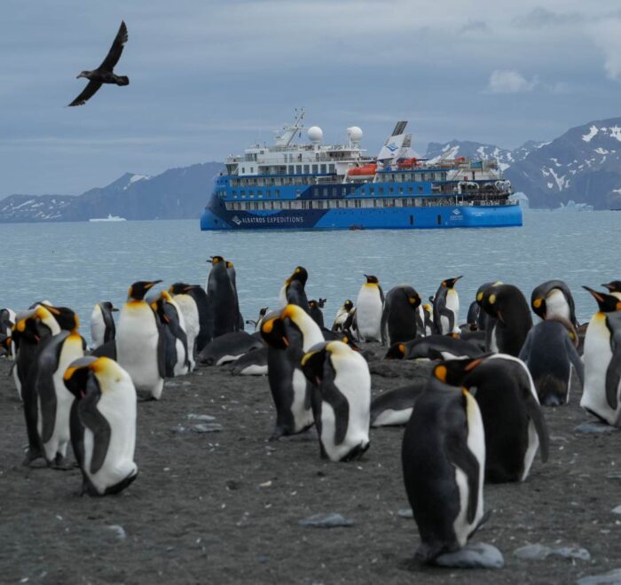 海洋信天翁号19天福克兰群岛（马尔维纳斯群岛），南乔治亚岛和南极半岛3岛旅行