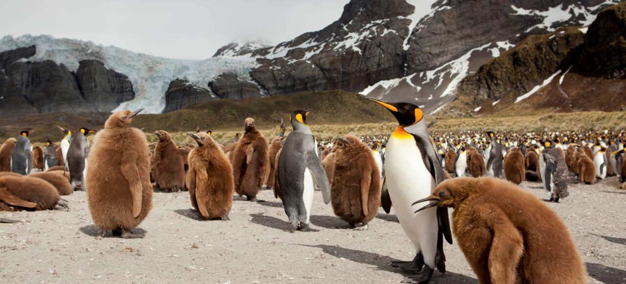 海洋胜利号福克兰群岛和南乔治亚岛和南极半岛18日游