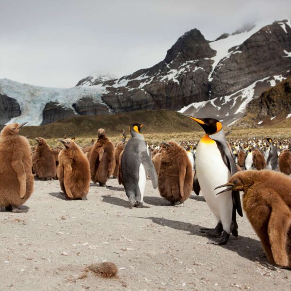 海洋胜利号福克兰群岛和南乔治亚岛和南极半岛18日游