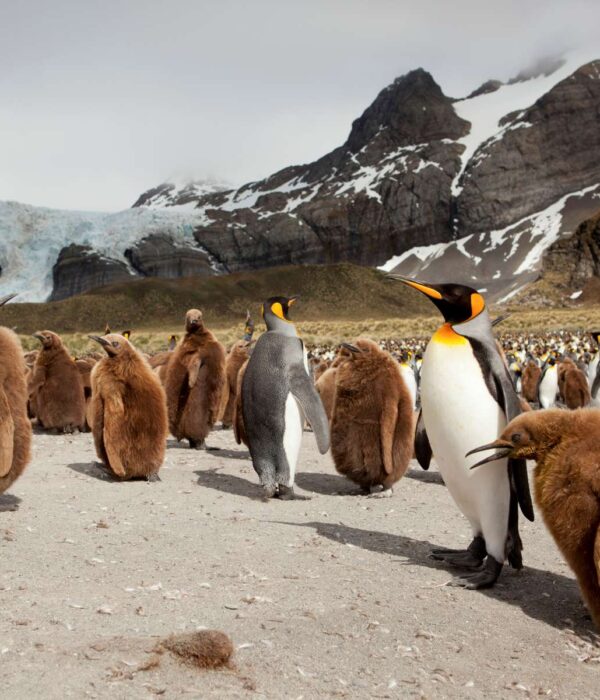 海洋胜利号福克兰群岛和南乔治亚岛和南极半岛18日游