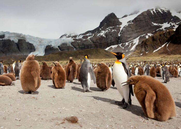 海洋胜利号福克兰群岛和南乔治亚岛和南极半岛18日游