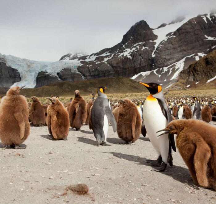 海洋胜利号福克兰群岛和南乔治亚岛和南极半岛18日游