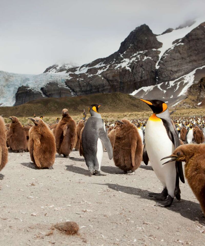海洋胜利号福克兰群岛和南乔治亚岛和南极半岛18日游