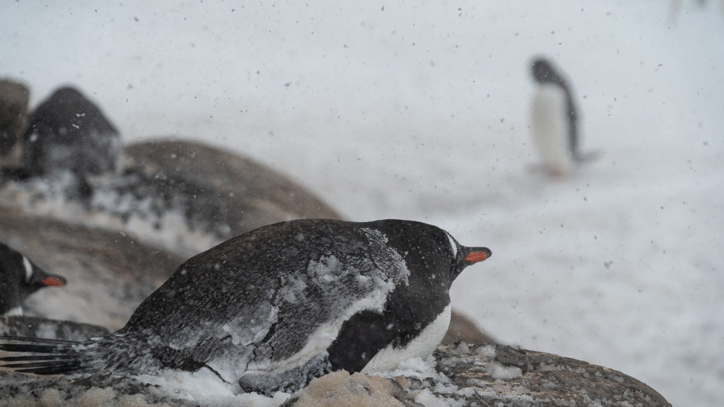 antarctica tour packages