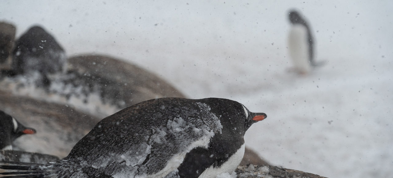 antarctica tour packages