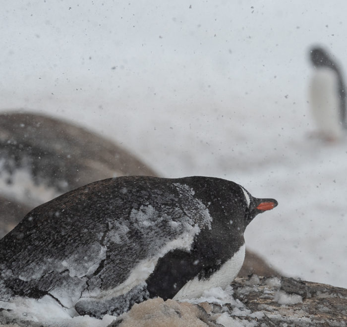 antarctica tour packages