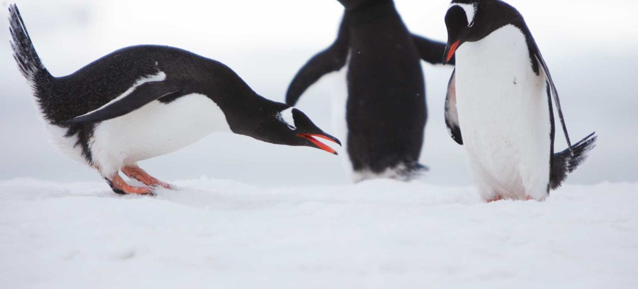 南极企鹅