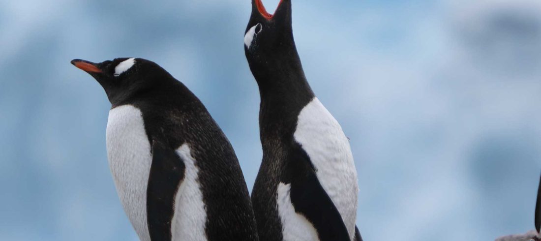 南极企鹅