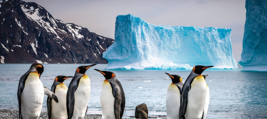 阁默号阁默号号南极三岛（福克兰群岛（马尔维纳斯群岛）、南乔治亚岛和南极半岛）的21天旅游-观王企鹅