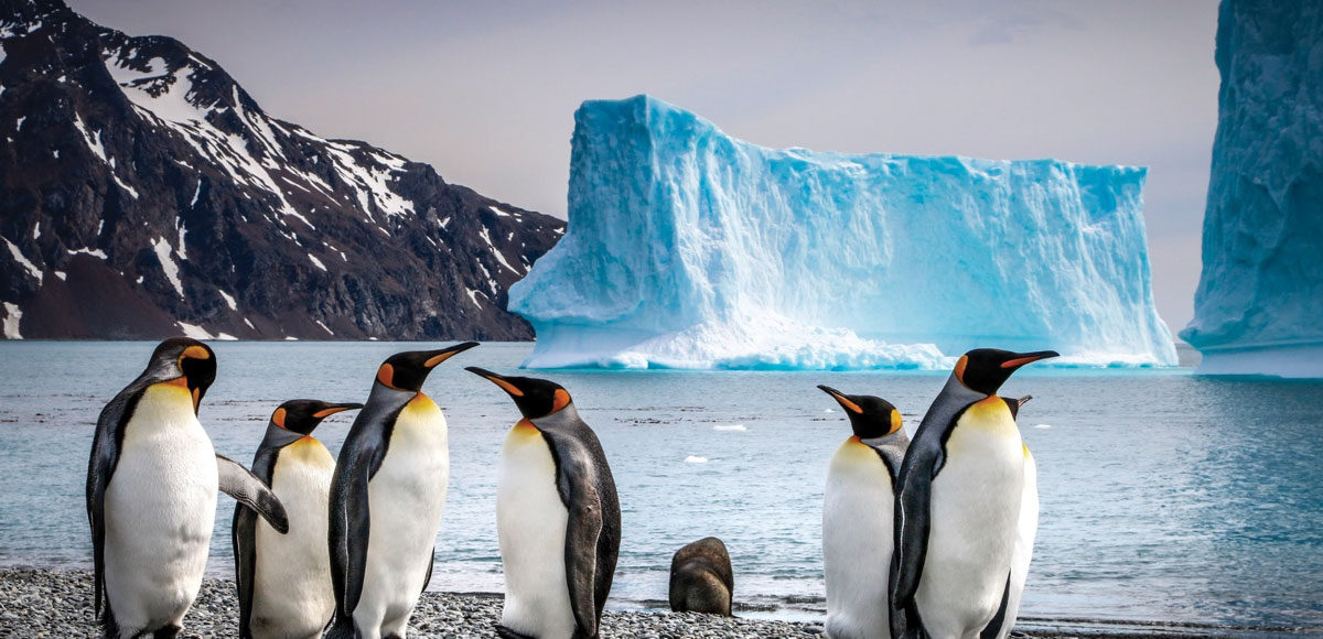 阁默号阁默号号南极三岛（福克兰群岛（马尔维纳斯群岛）、南乔治亚岛和南极半岛）的21天旅游-观王企鹅