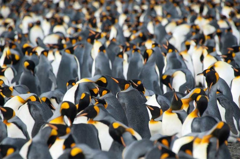 19天乌斯怀亚南极三岛游