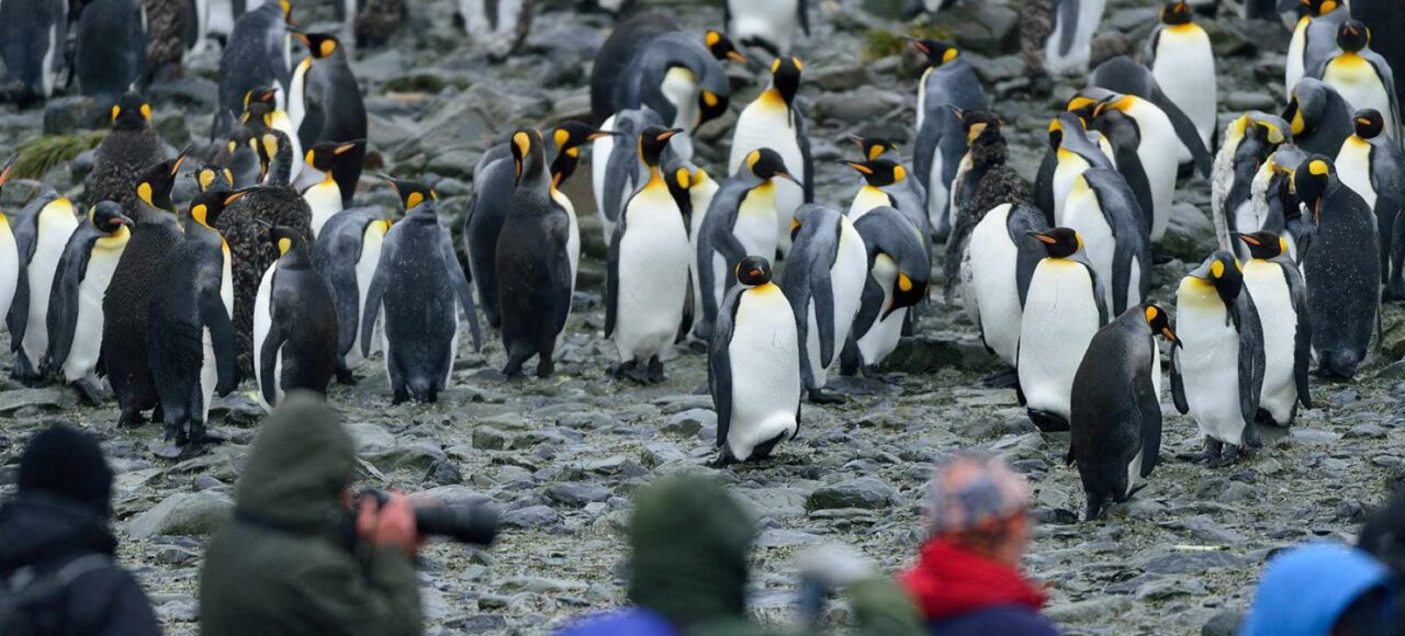 奥特里斯号南极三岛游
