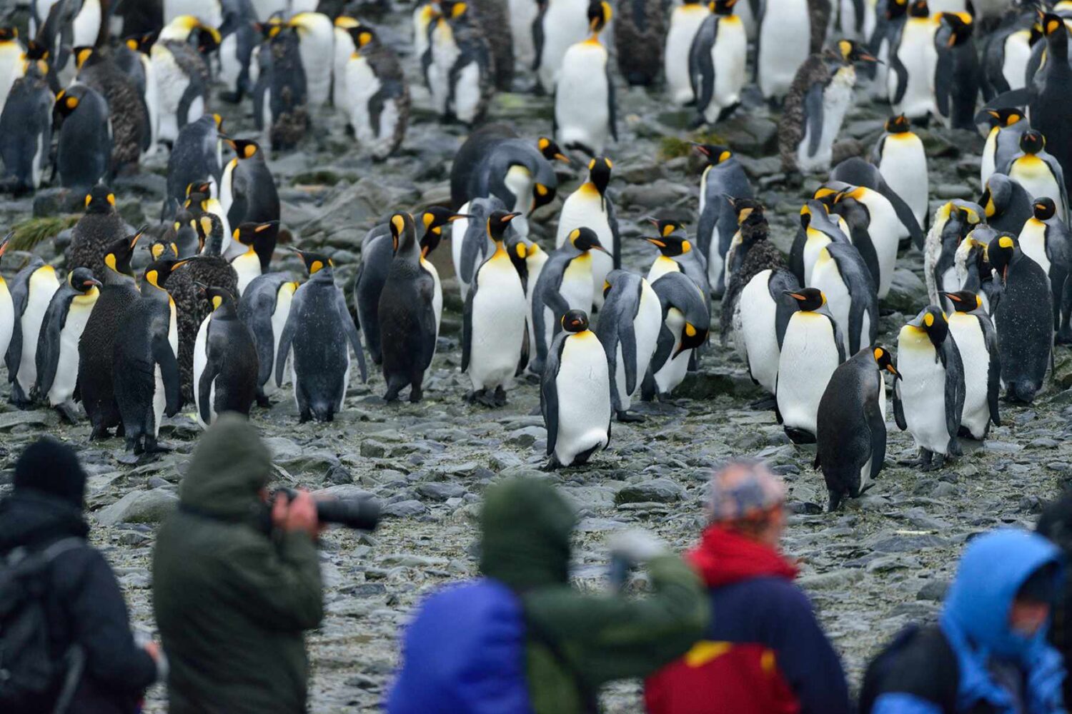 奥特里斯号南极三岛游