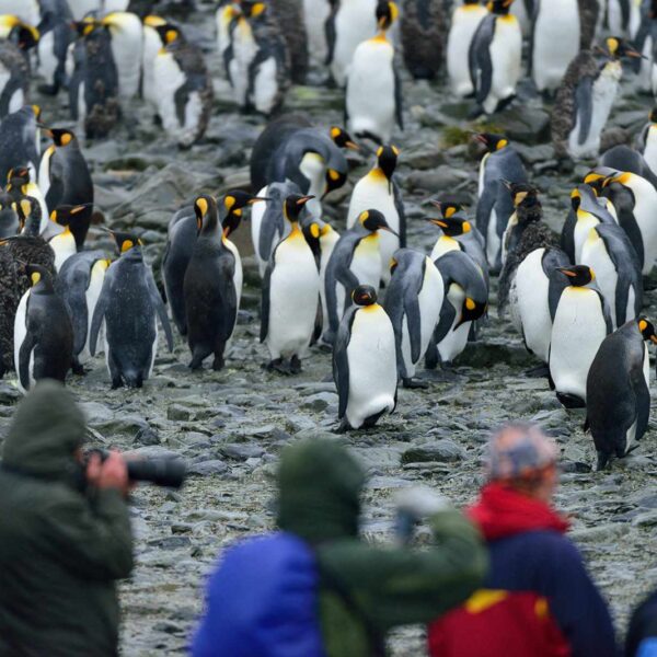 奥特里斯号南极三岛游