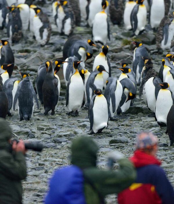 奥特里斯号南极三岛游
