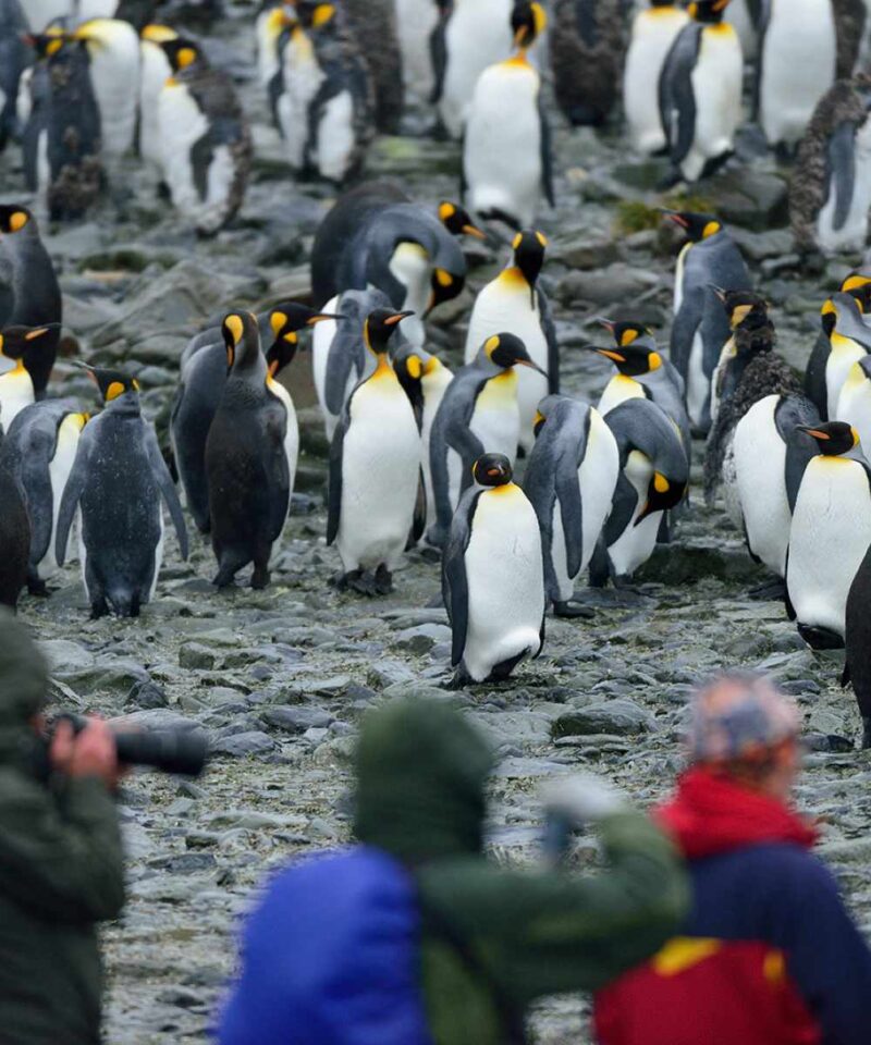 奥特里斯号南极三岛游