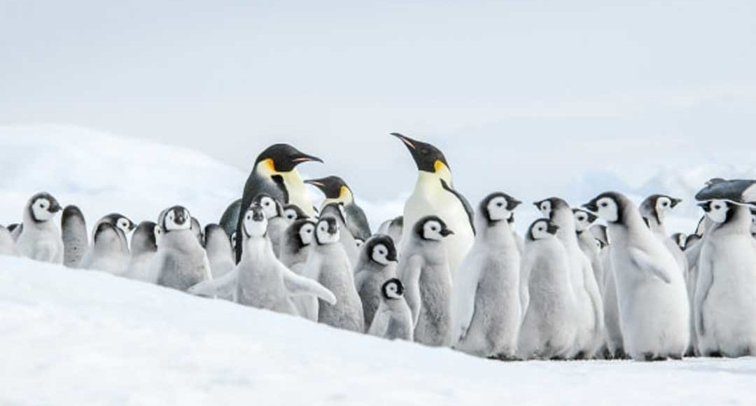11天威德尔海寻觅帝企鹅之旅含直升飞机