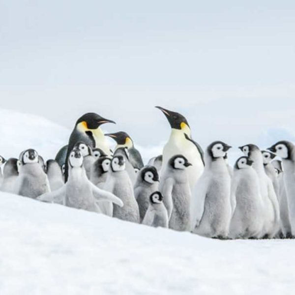 11天威德尔海寻觅帝企鹅之旅含直升飞机