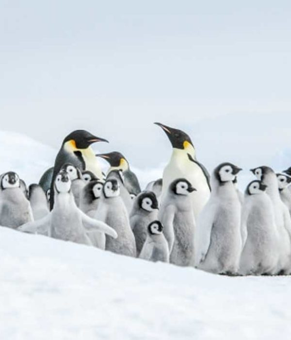 11天威德尔海寻觅帝企鹅之旅含直升飞机