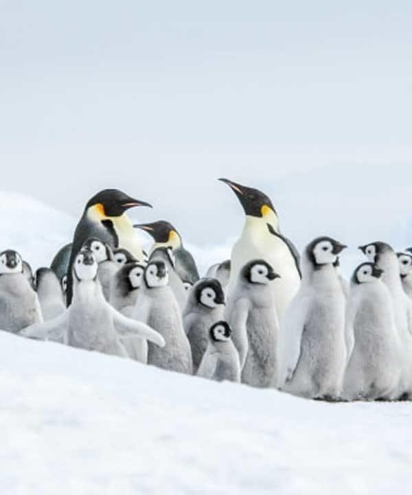 11天威德尔海寻觅帝企鹅之旅含直升飞机