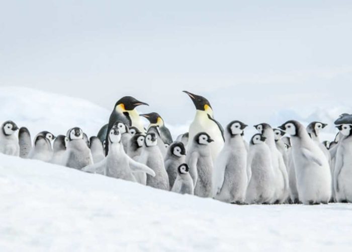 11天威德尔海寻觅帝企鹅之旅含直升飞机
