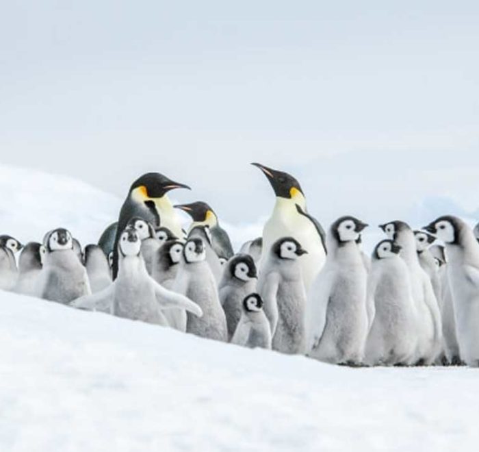 11天威德尔海寻觅帝企鹅之旅含直升飞机