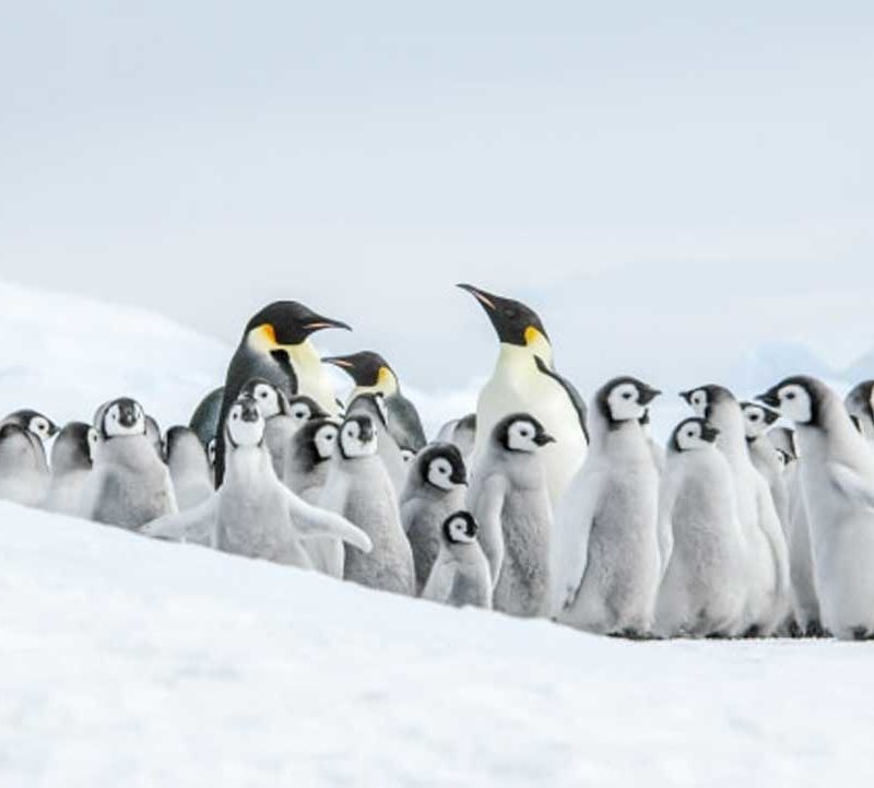 11天威德尔海寻觅帝企鹅之旅含直升飞机