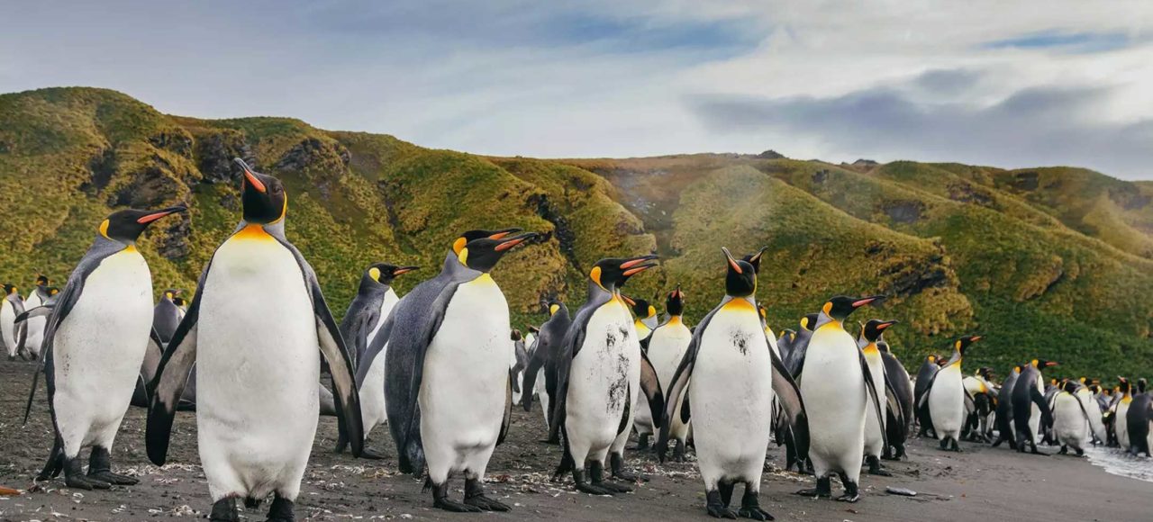 16天乌斯怀亚南极双岛追觅企鹅旅行
