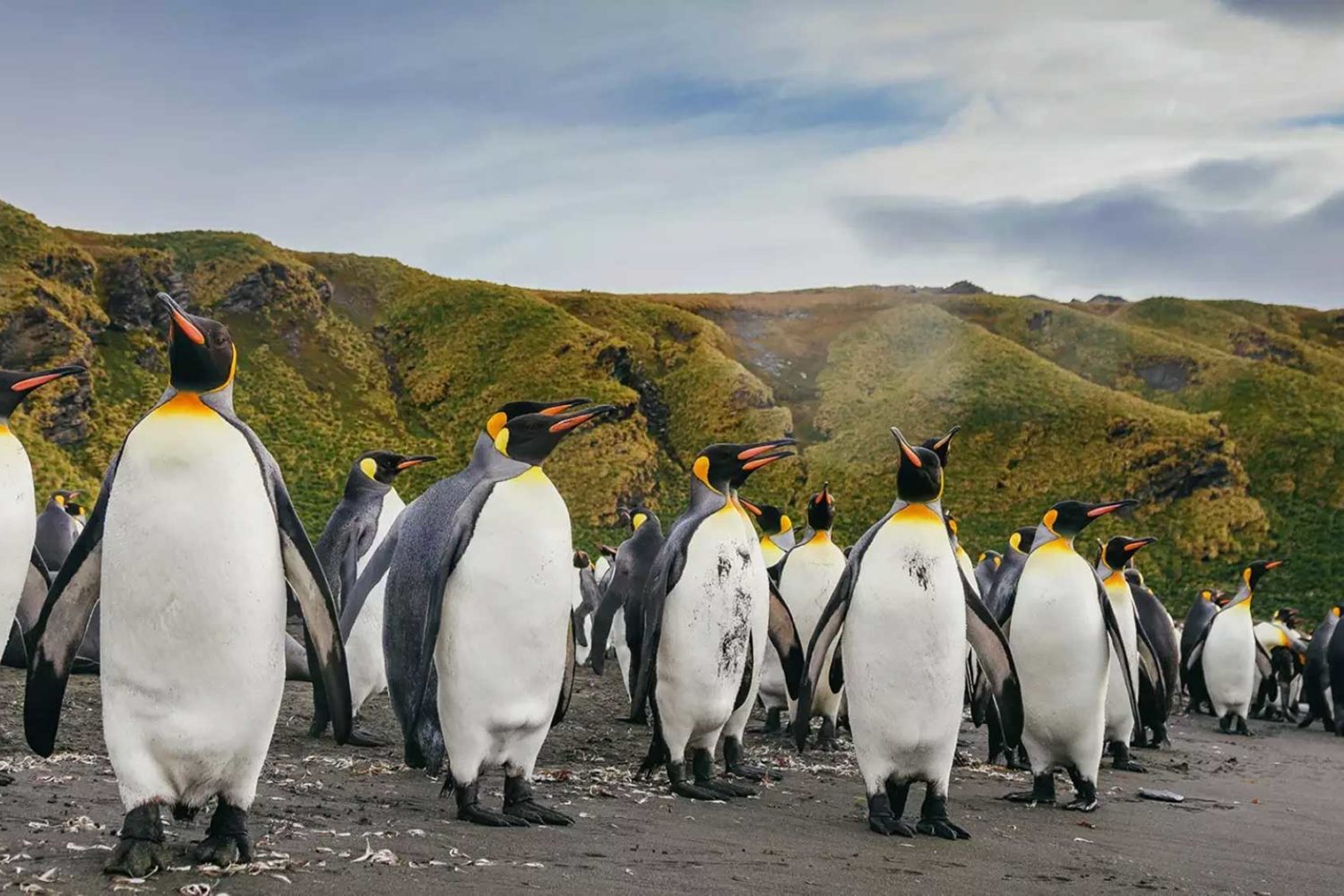 16天乌斯怀亚南极双岛追觅企鹅旅行