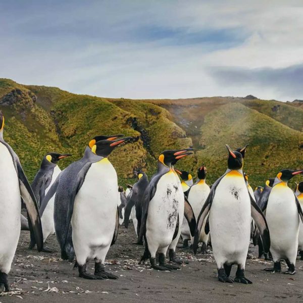 16天乌斯怀亚南极双岛追觅企鹅旅行