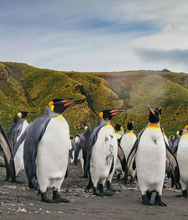 16天乌斯怀亚南极双岛追觅企鹅旅行
