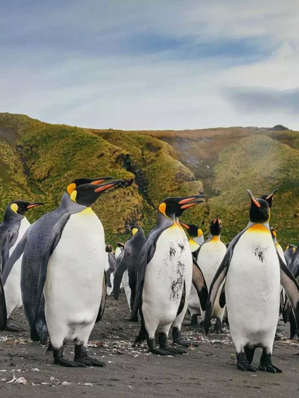 16天乌斯怀亚南极双岛追觅企鹅旅行
