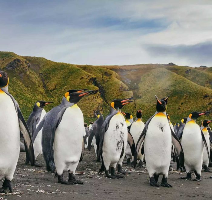 16天乌斯怀亚南极双岛追觅企鹅旅行